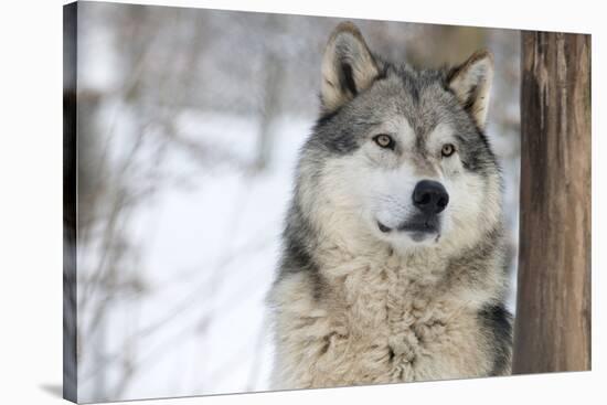 North American Timber Wolf (Canis Lupus) in Forest-Louise Murray-Stretched Canvas