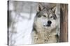 North American Timber Wolf (Canis Lupus) in Forest-Louise Murray-Stretched Canvas