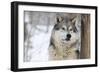 North American Timber Wolf (Canis Lupus) in Forest-Louise Murray-Framed Photographic Print