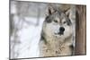 North American Timber Wolf (Canis Lupus) in Forest-Louise Murray-Mounted Photographic Print