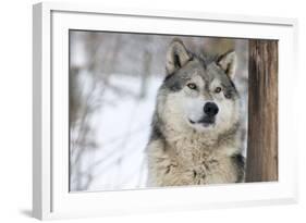 North American Timber Wolf (Canis Lupus) in Forest-Louise Murray-Framed Photographic Print