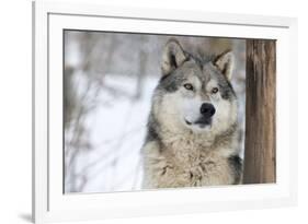 North American Timber Wolf (Canis Lupus) in Forest-Louise Murray-Framed Photographic Print