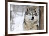 North American Timber Wolf (Canis Lupus) in Forest-Louise Murray-Framed Photographic Print