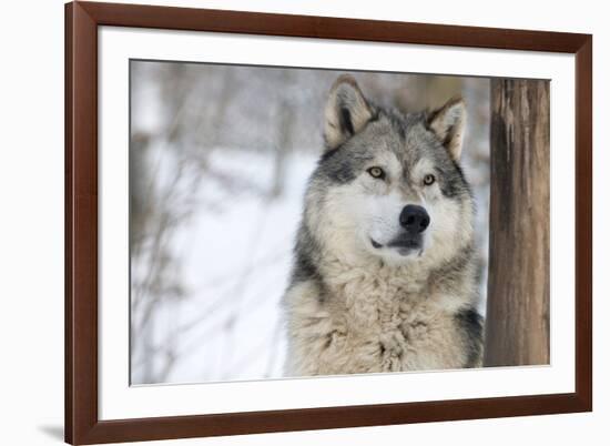 North American Timber Wolf (Canis Lupus) in Forest-Louise Murray-Framed Photographic Print