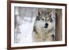 North American Timber Wolf (Canis Lupus) in Forest-Louise Murray-Framed Photographic Print