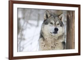 North American Timber Wolf (Canis Lupus) in Forest-Louise Murray-Framed Photographic Print