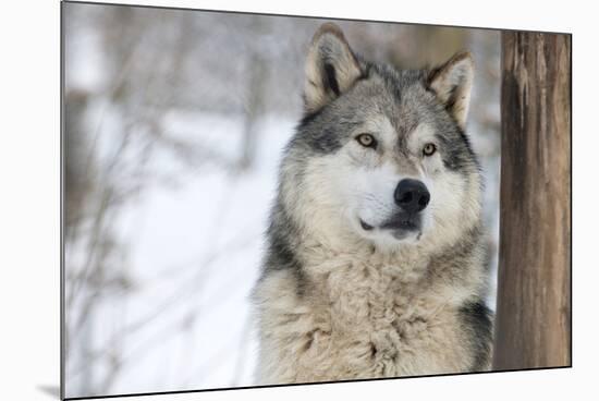 North American Timber Wolf (Canis Lupus) in Forest-Louise Murray-Mounted Photographic Print