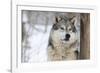 North American Timber Wolf (Canis Lupus) in Forest-Louise Murray-Framed Photographic Print