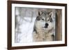 North American Timber Wolf (Canis Lupus) in Forest-Louise Murray-Framed Photographic Print