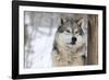 North American Timber Wolf (Canis Lupus) in Forest-Louise Murray-Framed Photographic Print