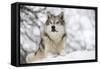North American Timber Wolf (Canis Lupus) in Forest-Louise Murray-Framed Stretched Canvas