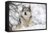 North American Timber Wolf (Canis Lupus) in Forest-Louise Murray-Framed Stretched Canvas