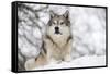 North American Timber Wolf (Canis Lupus) in Forest-Louise Murray-Framed Stretched Canvas