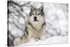 North American Timber Wolf (Canis Lupus) in Forest-Louise Murray-Stretched Canvas