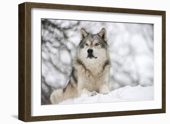 North American Timber Wolf (Canis Lupus) in Forest-Louise Murray-Framed Photographic Print