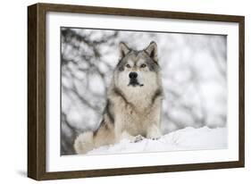 North American Timber Wolf (Canis Lupus) in Forest-Louise Murray-Framed Photographic Print