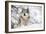 North American Timber Wolf (Canis Lupus) in Forest-Louise Murray-Framed Photographic Print