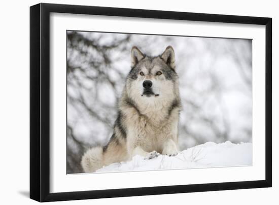 North American Timber Wolf (Canis Lupus) in Forest-Louise Murray-Framed Photographic Print