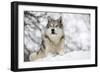 North American Timber Wolf (Canis Lupus) in Forest-Louise Murray-Framed Photographic Print