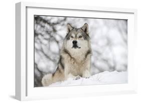 North American Timber Wolf (Canis Lupus) in Forest-Louise Murray-Framed Photographic Print