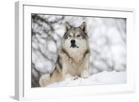 North American Timber Wolf (Canis Lupus) in Forest-Louise Murray-Framed Photographic Print