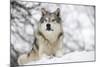 North American Timber Wolf (Canis Lupus) in Forest-Louise Murray-Mounted Photographic Print
