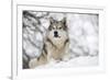 North American Timber Wolf (Canis Lupus) in Forest-Louise Murray-Framed Photographic Print