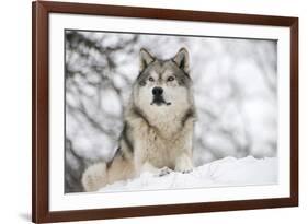 North American Timber Wolf (Canis Lupus) in Forest-Louise Murray-Framed Photographic Print