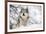 North American Timber Wolf (Canis Lupus) in Forest-Louise Murray-Framed Photographic Print