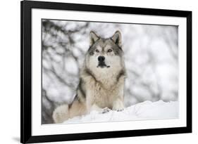 North American Timber Wolf (Canis Lupus) in Forest-Louise Murray-Framed Photographic Print