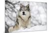 North American Timber Wolf (Canis Lupus) in Forest-Louise Murray-Mounted Photographic Print