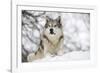 North American Timber Wolf (Canis Lupus) in Forest-Louise Murray-Framed Photographic Print