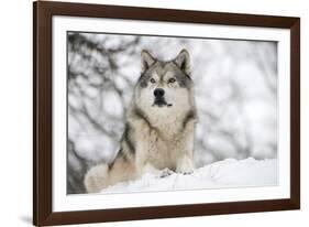 North American Timber Wolf (Canis Lupus) in Forest-Louise Murray-Framed Photographic Print