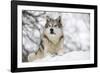 North American Timber Wolf (Canis Lupus) in Forest-Louise Murray-Framed Photographic Print