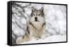 North American Timber Wolf (Canis Lupus) in Forest-Louise Murray-Framed Stretched Canvas