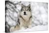 North American Timber Wolf (Canis Lupus) in Forest-Louise Murray-Stretched Canvas