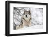 North American Timber Wolf (Canis Lupus) in Forest-Louise Murray-Framed Photographic Print