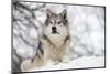 North American Timber Wolf (Canis Lupus) in Forest-Louise Murray-Mounted Photographic Print