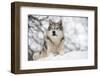 North American Timber Wolf (Canis Lupus) in Forest-Louise Murray-Framed Premium Photographic Print