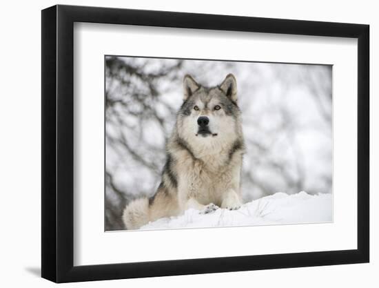 North American Timber Wolf (Canis Lupus) in Forest-Louise Murray-Framed Premium Photographic Print