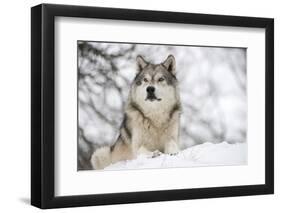 North American Timber Wolf (Canis Lupus) in Forest-Louise Murray-Framed Premium Photographic Print