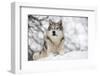 North American Timber Wolf (Canis Lupus) in Forest-Louise Murray-Framed Premium Photographic Print