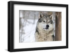 North American Timber Wolf (Canis Lupus) in Forest-Louise Murray-Framed Premium Photographic Print