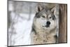 North American Timber Wolf (Canis Lupus) in Forest-Louise Murray-Mounted Premium Photographic Print
