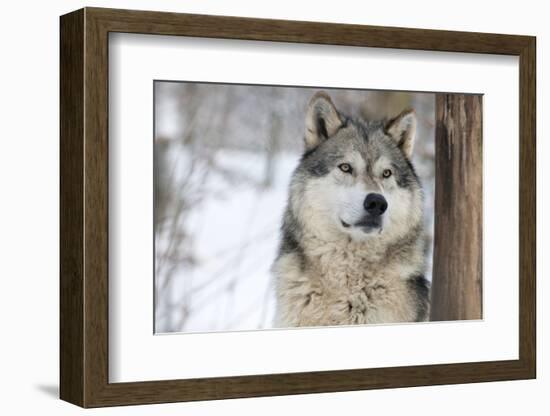 North American Timber Wolf (Canis Lupus) in Forest-Louise Murray-Framed Photographic Print