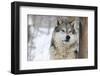 North American Timber Wolf (Canis Lupus) in Forest-Louise Murray-Framed Photographic Print