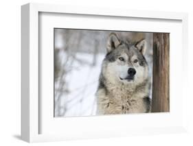 North American Timber Wolf (Canis Lupus) in Forest-Louise Murray-Framed Photographic Print