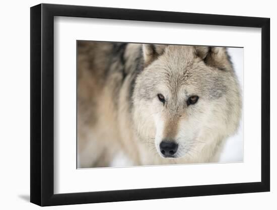 North American Timber Wolf (Canis Lupus) in Forest-Louise Murray-Framed Premium Photographic Print