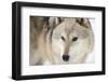 North American Timber Wolf (Canis Lupus) in Forest-Louise Murray-Framed Premium Photographic Print