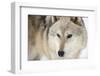 North American Timber Wolf (Canis Lupus) in Forest-Louise Murray-Framed Premium Photographic Print